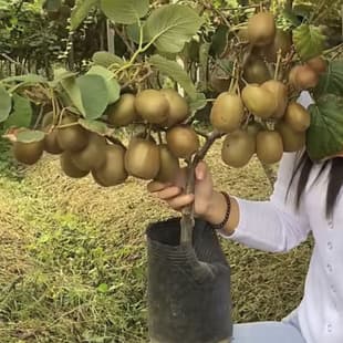 Kiwi Tree Fruit Seedling Grafted Xu Xiang Red Heart Soft Date Kiwi Seedling Suitable for Southern and Northern Planting Kiwi Seedling