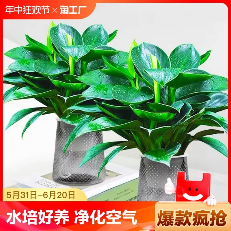 Golden Pothos Hydroponic Large-leaf Green Princess Indoor Plant Desktop Bird of Paradise Easy-care Devil's Ivy for Formaldehyde Removal