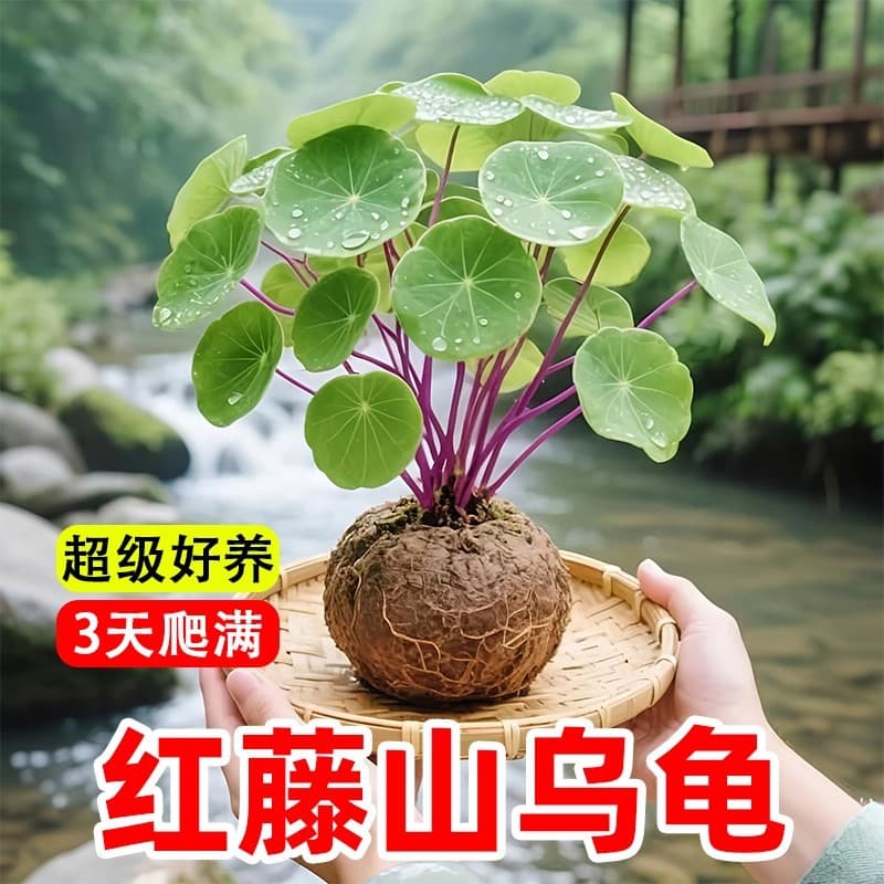 Red vine mountain tortoise climbing plant bulbs, golden basil, easy to grow indoors, hydroponically grown, potted succulent, green plant.