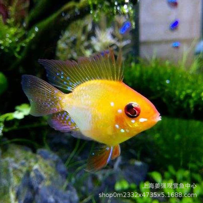 Jinbozi Avatar Phoenix Fish Tropical Ornamental Fish Sapphire Blue Dutch Ball Fish Short Snapper Live Small Freshwater Fish