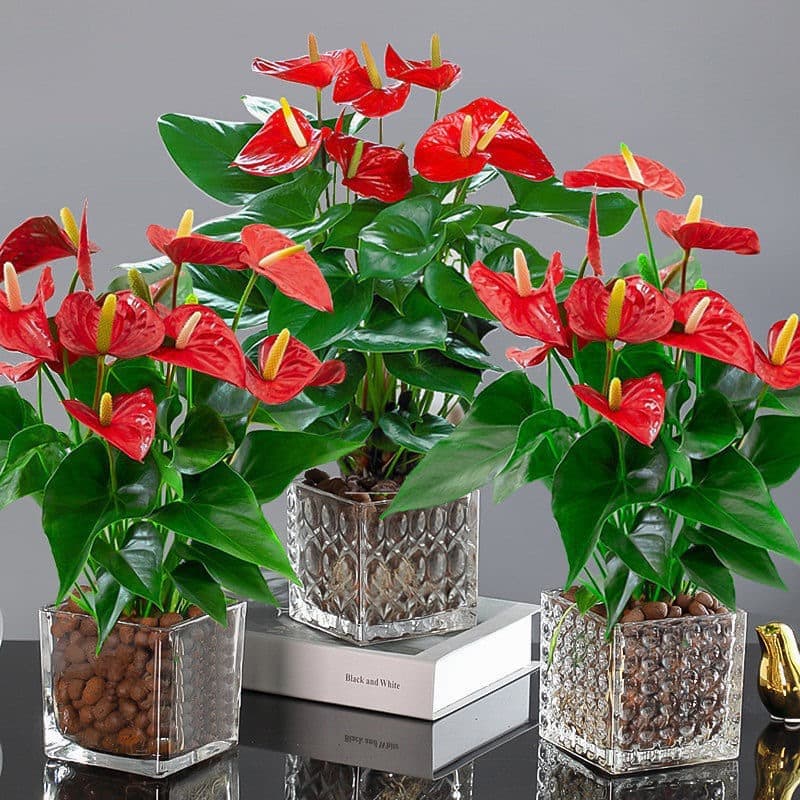 Hydroponic Anthurium and Spathiphyllum Potted Plants, Smooth Sailing Indoor Greenery, Lucky and Blooming All Year Round