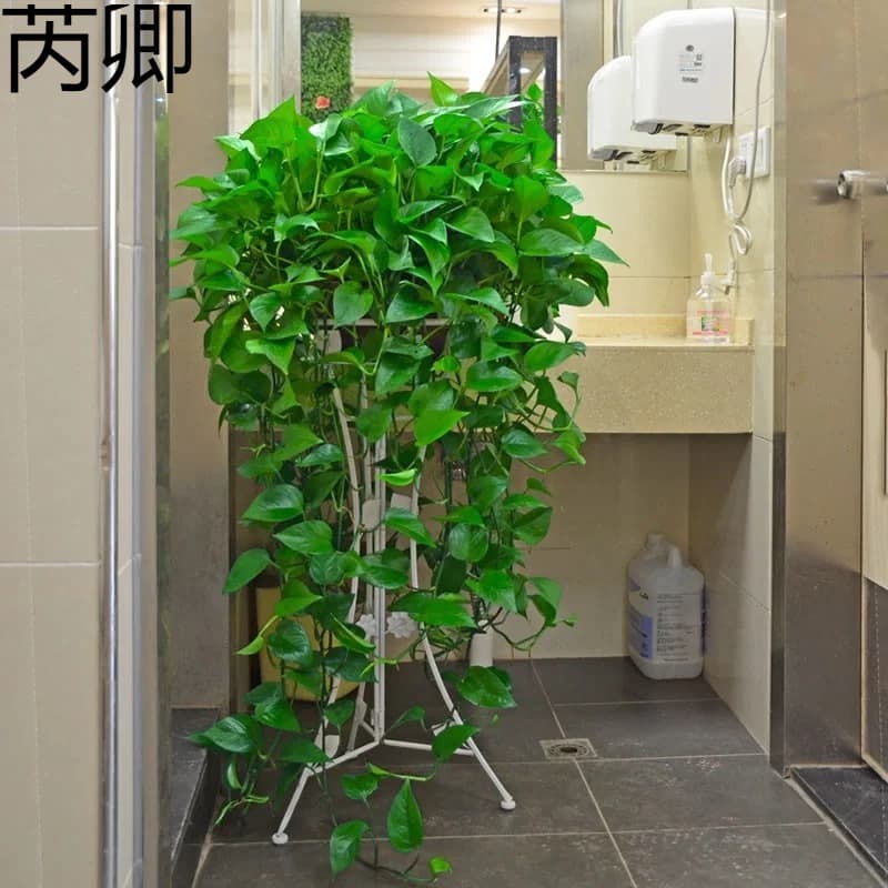 Large pot of trailing pothos with long vines, hanging green plant for office interior, large-leaf pothos hydroponic flower, easy to grow, trailing vine plant