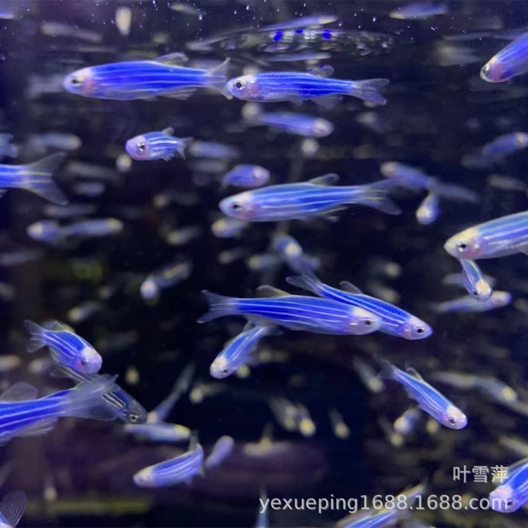 Blueberry zebrafish live fluorescent zebrafish is low temperature resistant, easy to care for, small fish, tropical ornamental fish wholesale