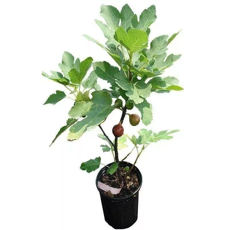 Seedlings of Purple Jade Fig Trees: Potted, Ground Planting, Courtyard, Extra Large Size, Bearing Fruit in the Same Year, Suitable for Both Northern and Southern Regions, Large Fruit