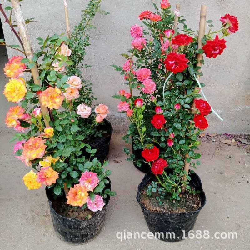 Base wholesale climbing rose potted shape rose vase vine multi-flower rose villa courtyard blooms that year