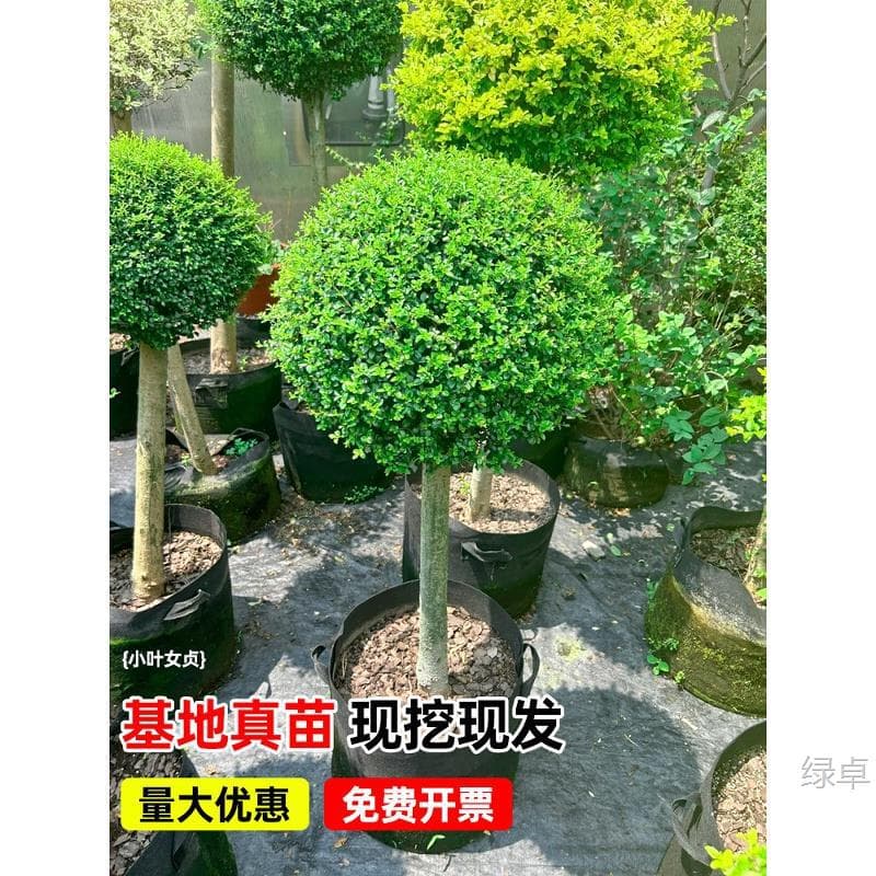 Ligustrum quihoui Lollipop Topiary Tree for Courtyard Villa Greening Potted Ground Planting Evergreen Flowers