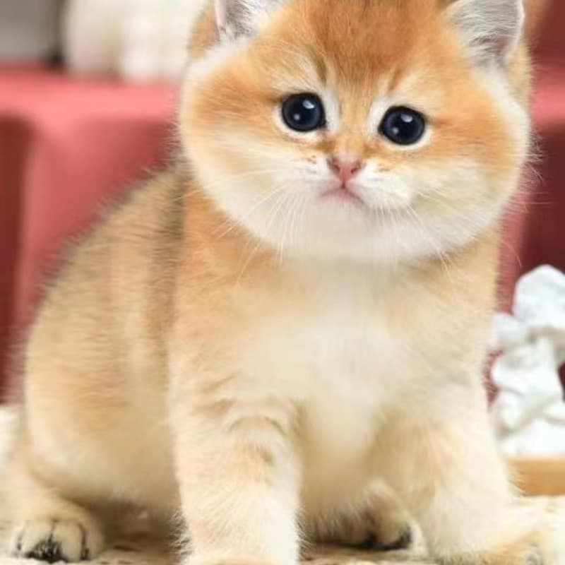 Wholesale Live Pet Kittens Gold Silver Shaded British Shorthair Blue Cat Munchkin Kitten Blue White Cat