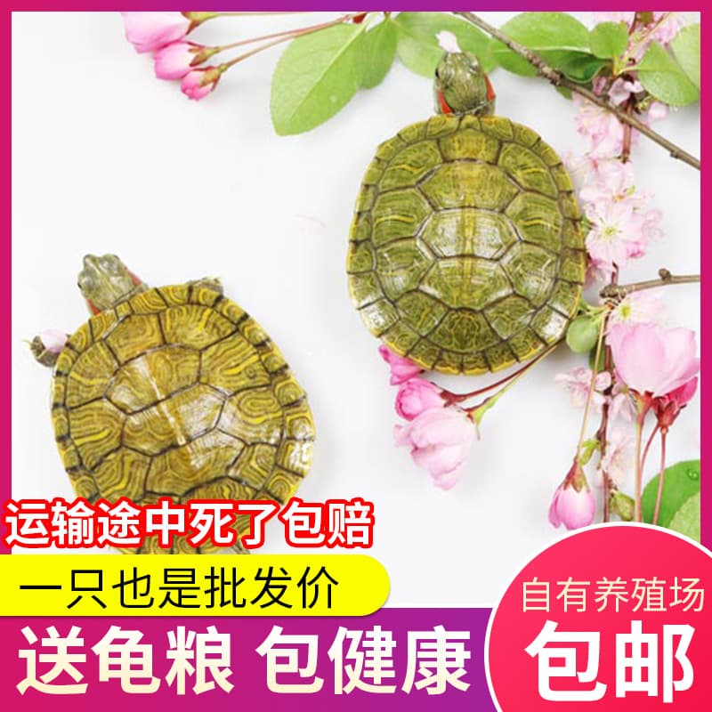 Trendy Baby Turtle Brazilian Turtle Live Wholesale Pet Turtle Ornamental Turtle Colorful Turtle Street Stall Night Market Wholesale