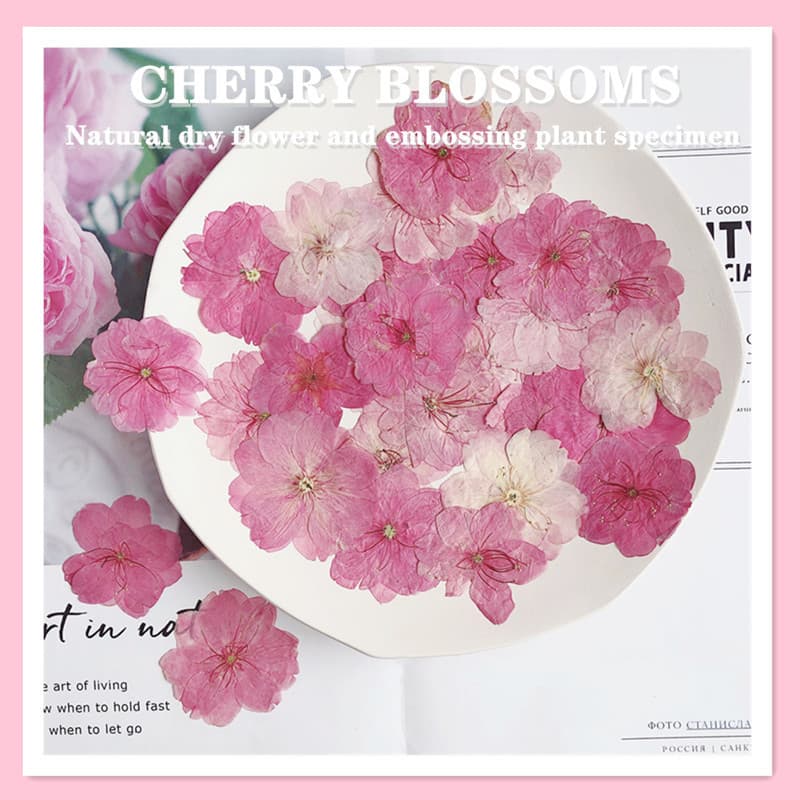 Dried Pressed Flower Specimen Sakura Flowers Children Activity Pressed Flower Material DIY Kit Handmade Real Plant