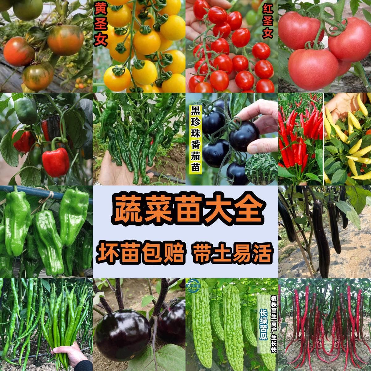 Complete collection of vegetable seedlings, balcony potted plants, high-yielding cherry tomatoes, tomatoes, peppers, eggplants, cucumber seedlings with soil