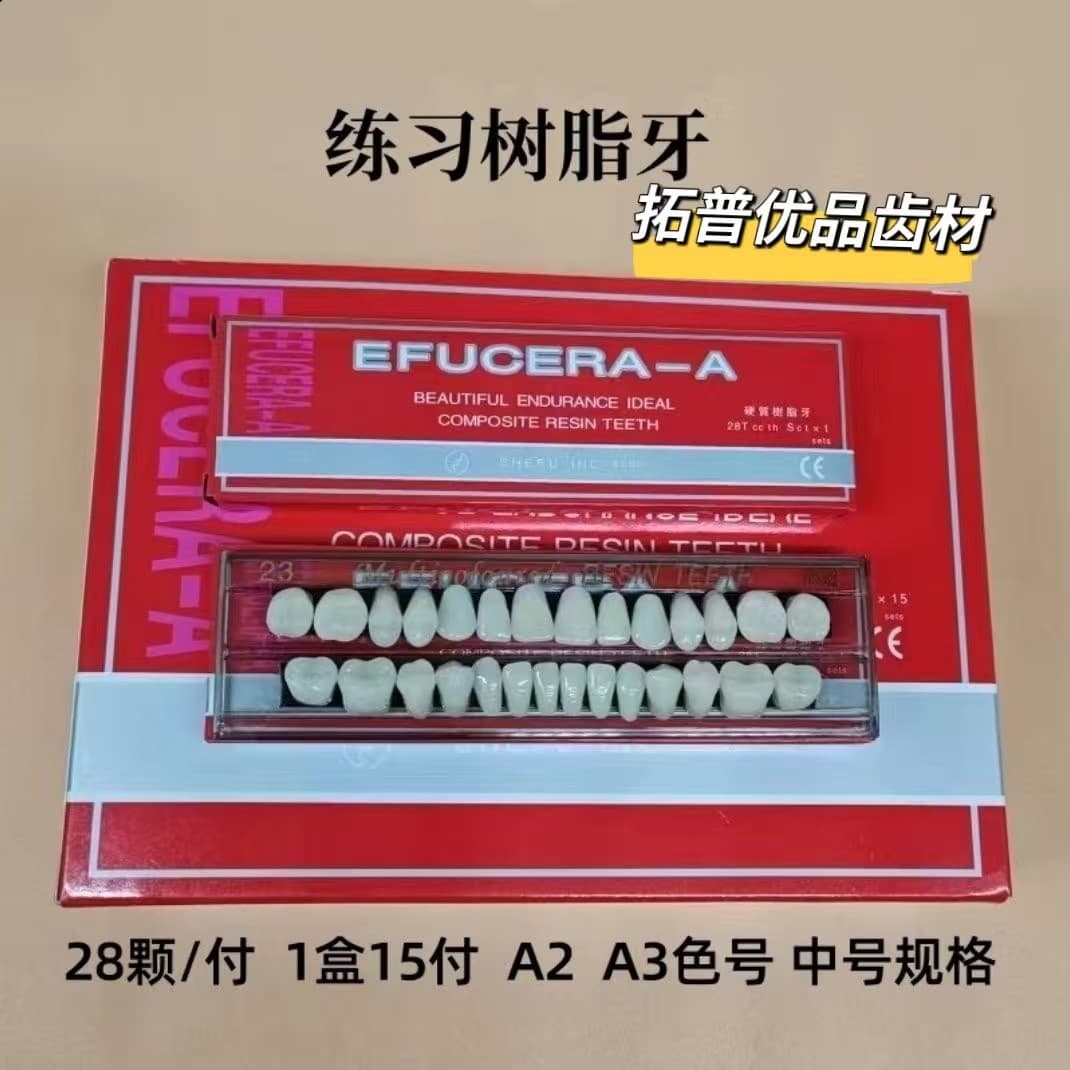 Cross-Border Export Plastic Tooth Models for Student Practice, Enhanced Denture Models, Decorative Denture Models