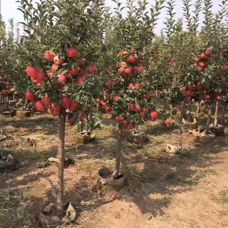 Apple Tree Seedlings Extra Large Grafted Fruit Tree Red Fuji Crisp Sweet Potted Ground Planting Suitable for North and South Bearing Fruit in the Same Year