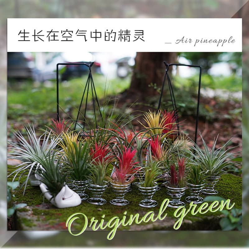 Base Direct Ornamental Air Plant Soilless Lazy Plant Flower Indoor Easy Care Air Purifying Trendy Plant