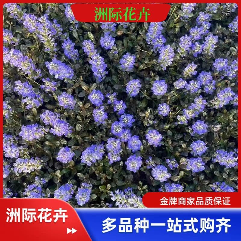 Ajuga potted seedling wholesale, Ajuga 'Chocolate Chip' Qingzhou grass flower base Ajuga cup seedling, evergreen ground cover grass