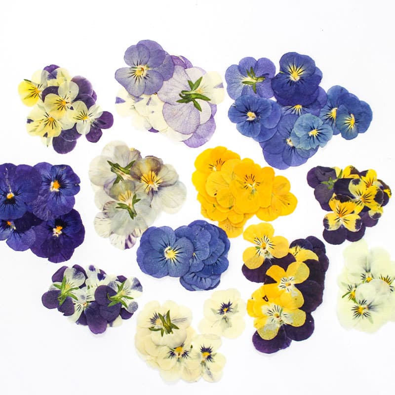 Pansy/Horned Violet Dried Flower Pressed/Pressed Flower Material Kit Wholesale, Epoxy Resin Jewelry, Nail Art, Face Makeup, Phone Case Decoration