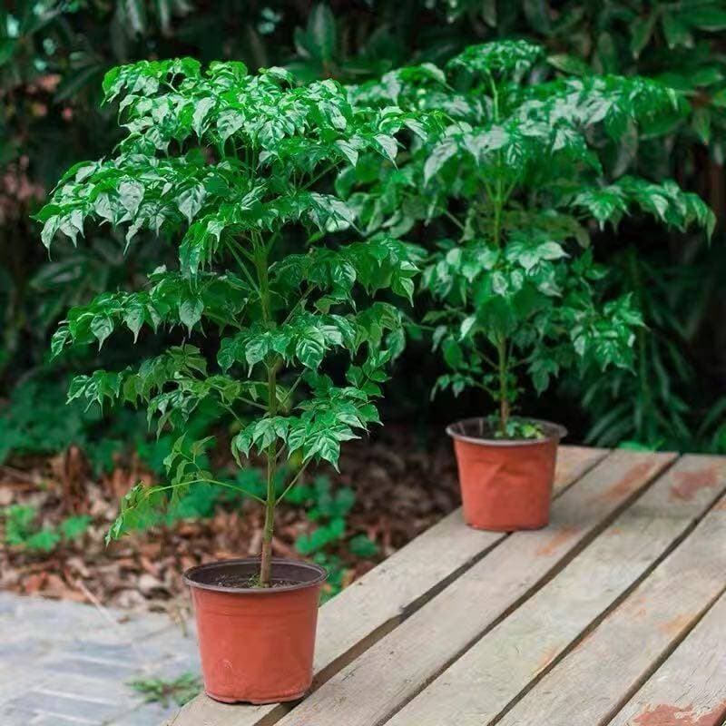 Happiness tree, peace tree, green plants, flowers, small potted plants, indoor living room, office, evergreen plants, air purifiers