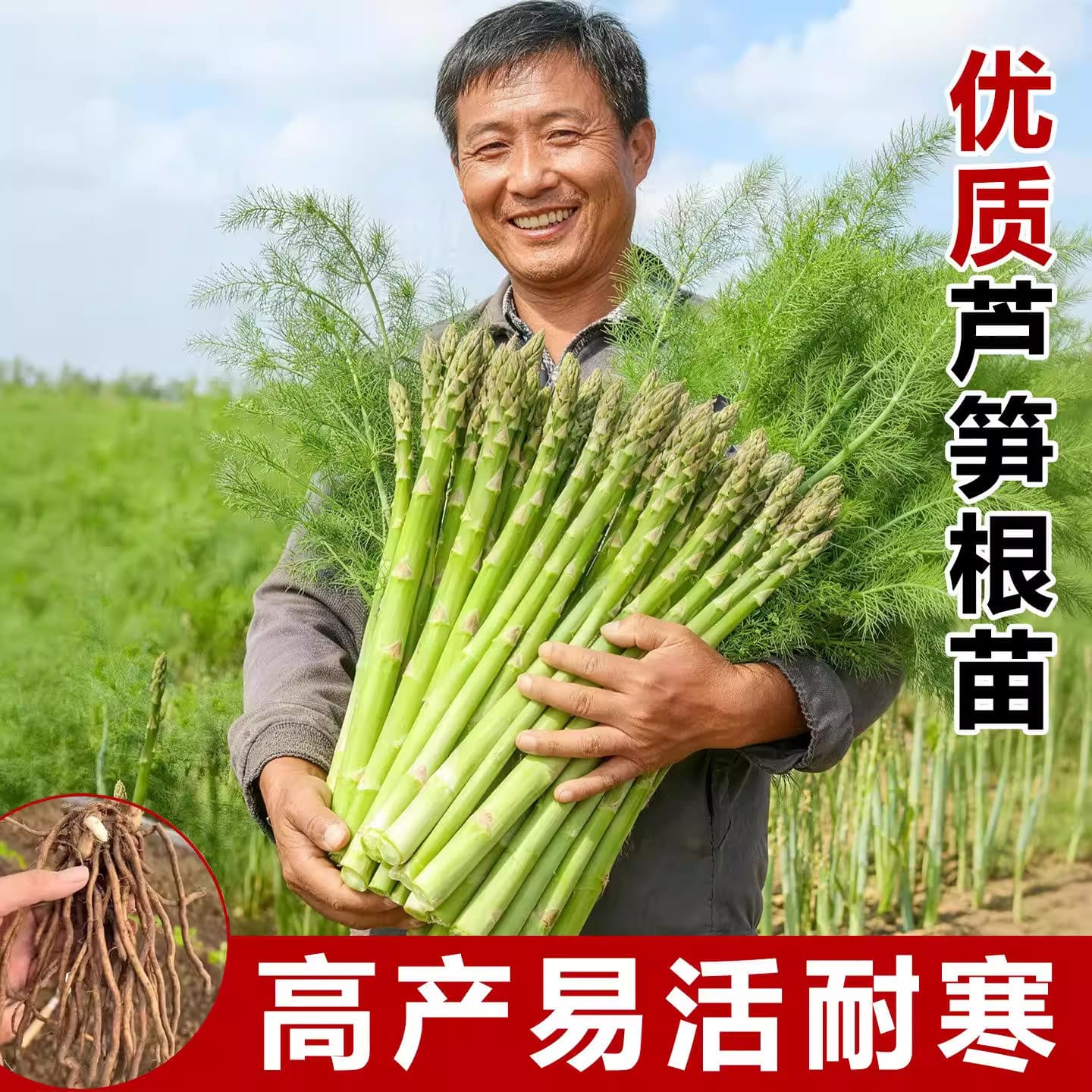 Four-season asparagus root seedlings with soil, 5-year-old asparagus root seedlings with buds, freshly dug, suitable for balcony planting, perennial root vegetable seedlings