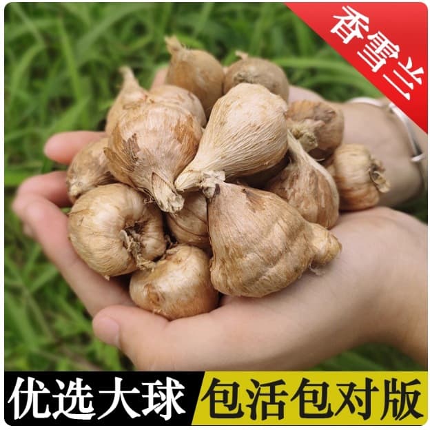 Freesia bulbs, fragrant multi-colored freesia, indoor potted plants, spring and autumn planting, flower seeds with buds, freesia bulbs.