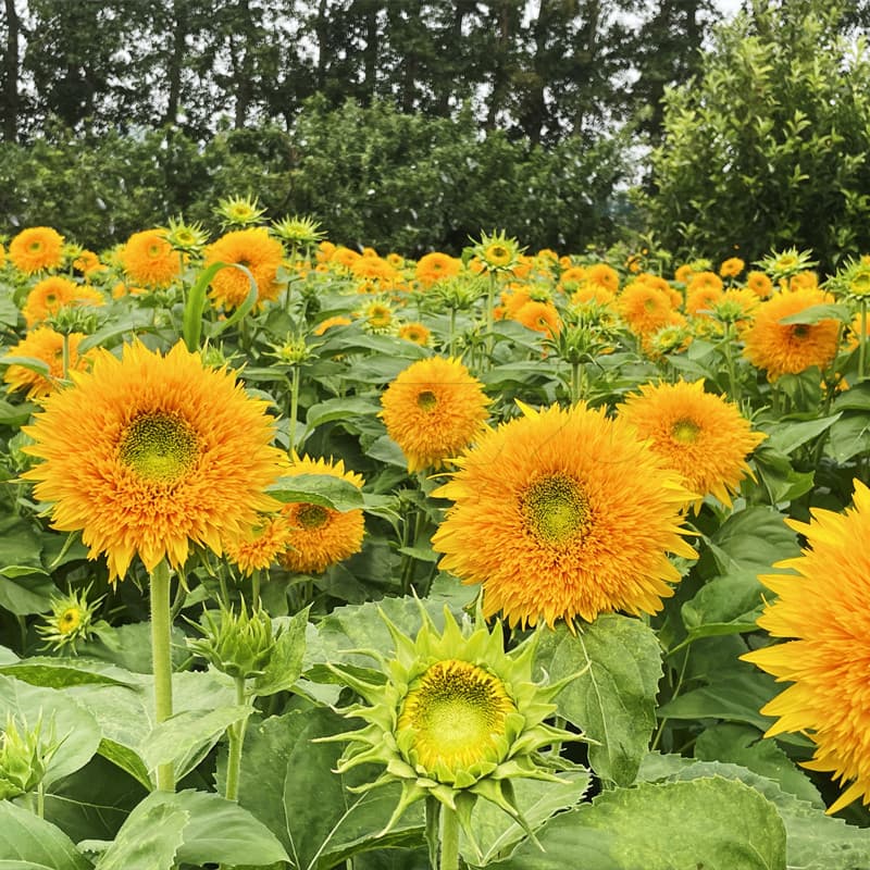 Colorful Sunflower Seeds Ornamental Flowers for Balcony Indoor Courtyard Potted Plants Flower Sea Greenery Plant Seeds