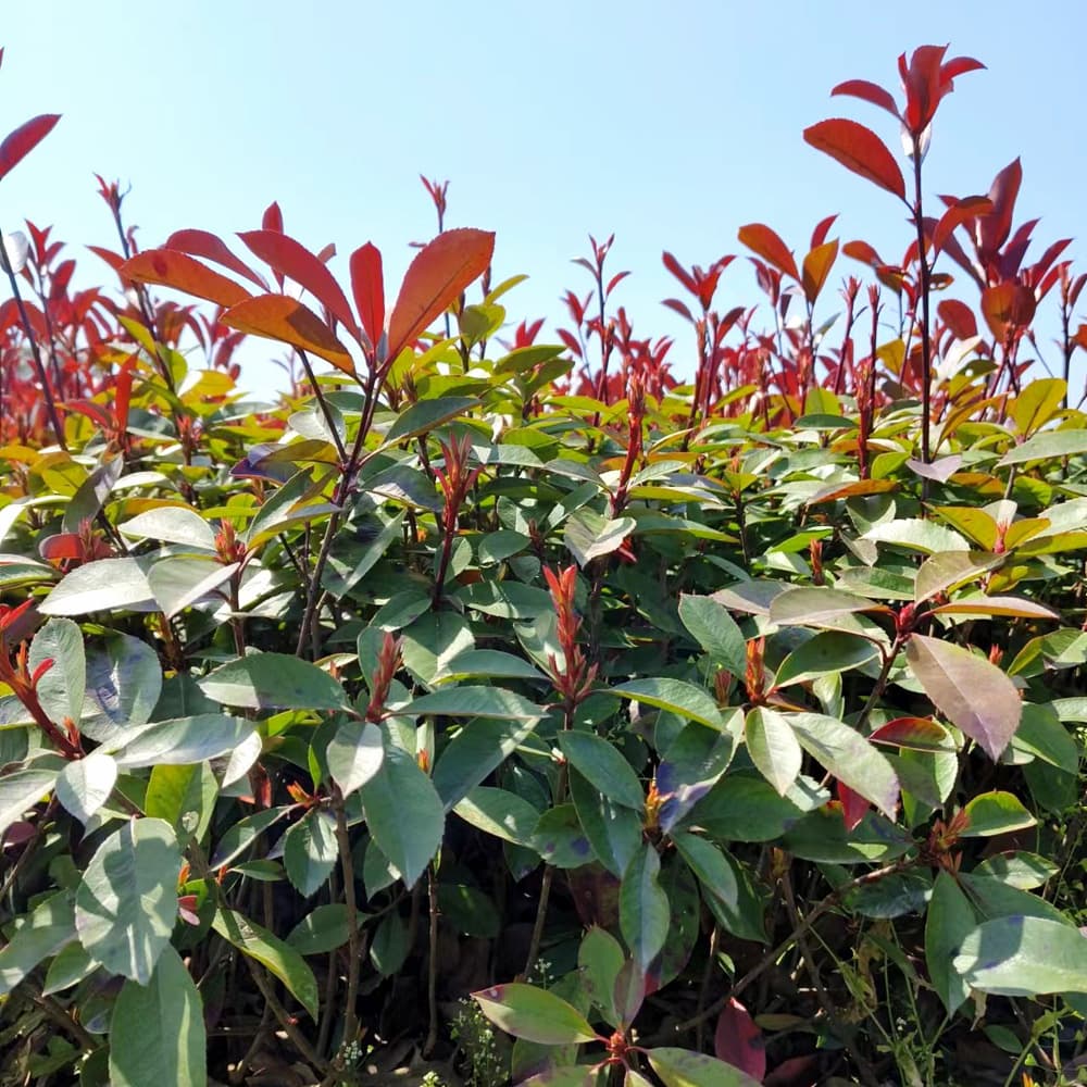Red Tip Photinia Sapling, Red Tip Photinia Seedling, Ground-Grown Plant, Garden Greening Plant, Farmer Direct Sales