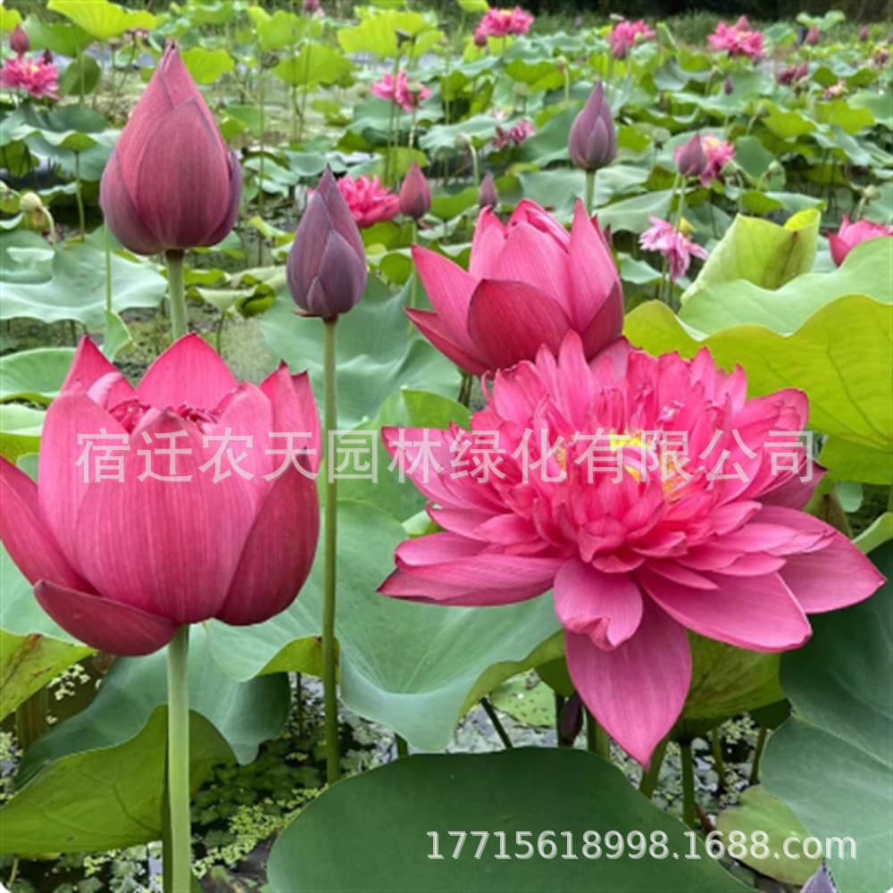 Large lotus seed pond water-cultured lotus four-season lotus root outdoor potted lotus flower seed ornamental bowl lotus seed