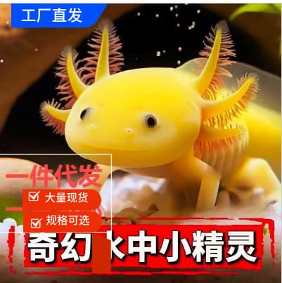 Axolotl Ornamental Fish Goldfish Arowana Koi Cold Freshwater Fish Salamander Live Pet Easy Care Lazy Fish
