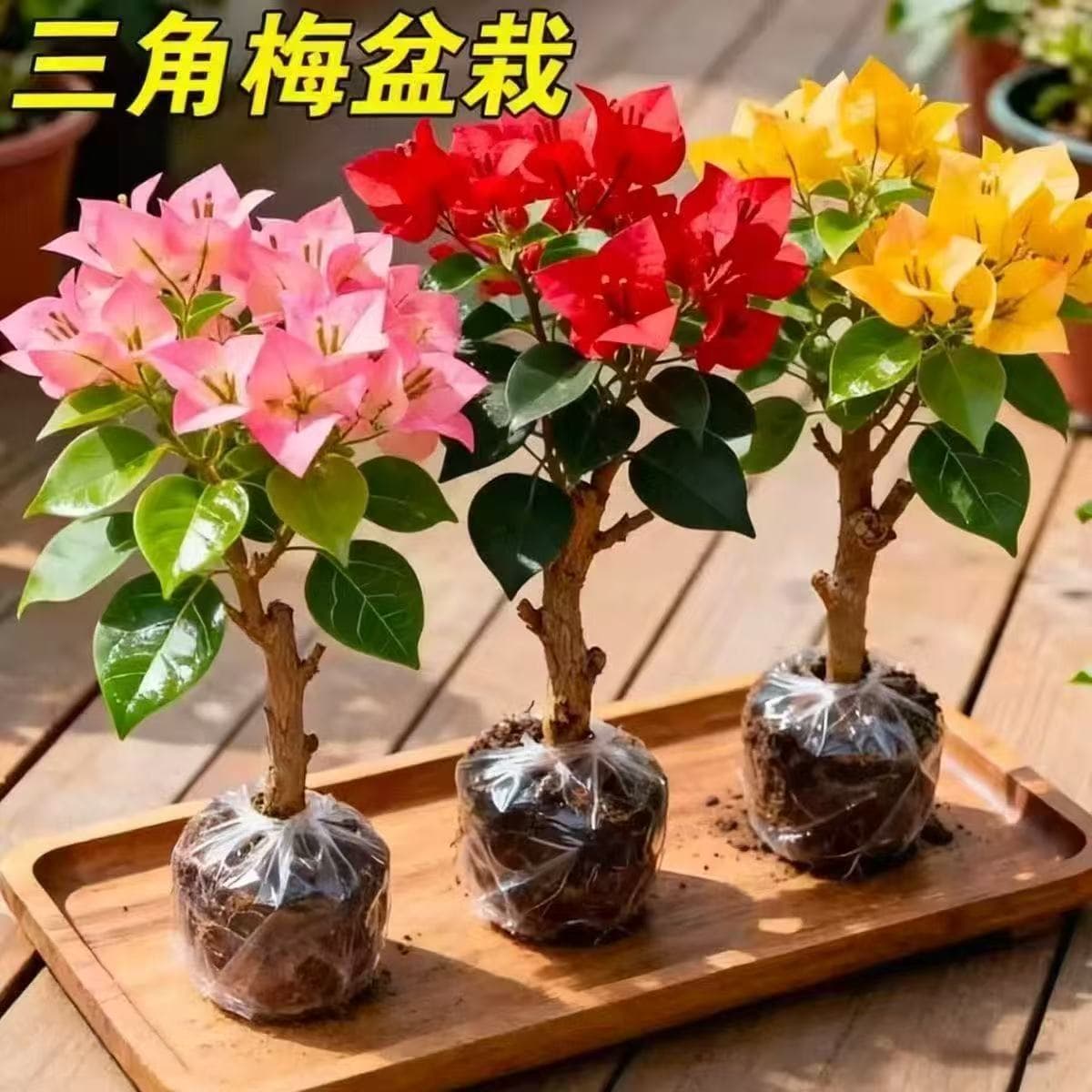 Double-Petal Bougainvillea Seedlings - Green Cherry, Zhang Red Cherry, Kayata, Four-Season Blooming, Potted Plants for Balcony, Garden, Patio