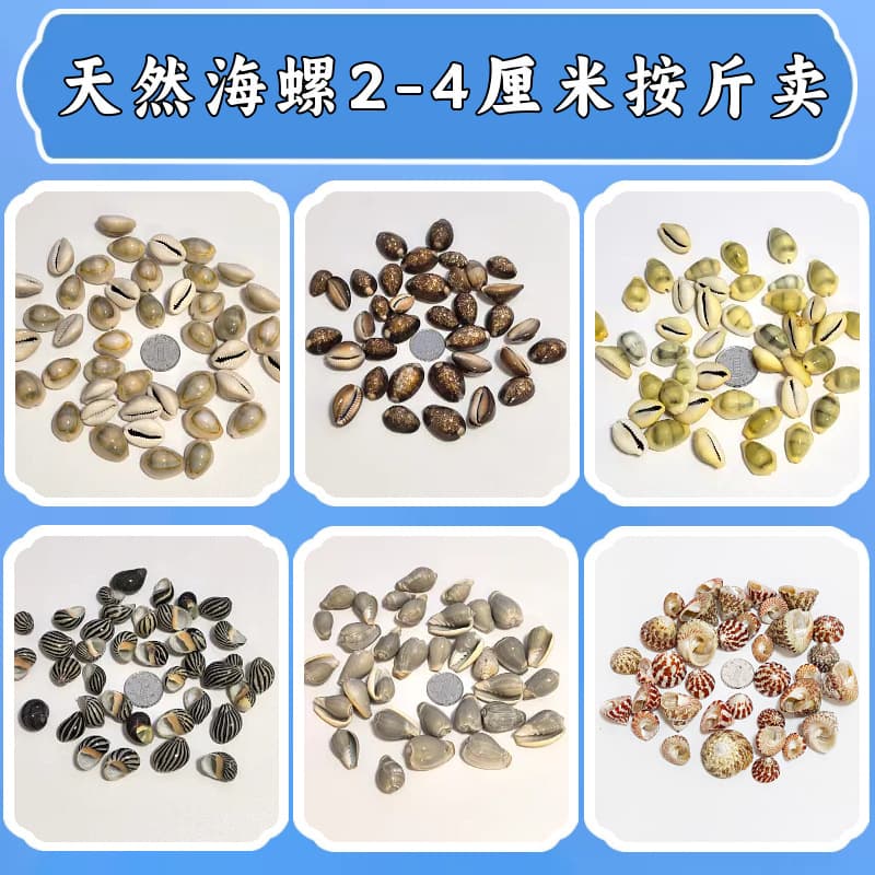 Natural shells and conches 2-4cm per pound fish tank landscaping diy wall stickers ornaments marine science materials