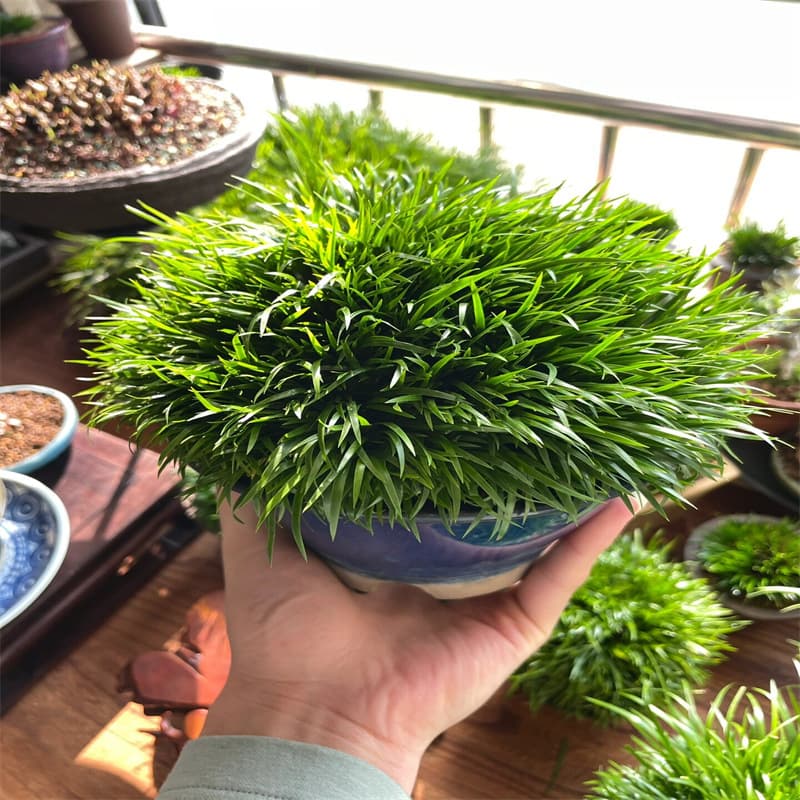 Acorus gramineus 'Golden Japanese' bonsai plant, office potted plant, indoor small green plant easy to care for all year round
