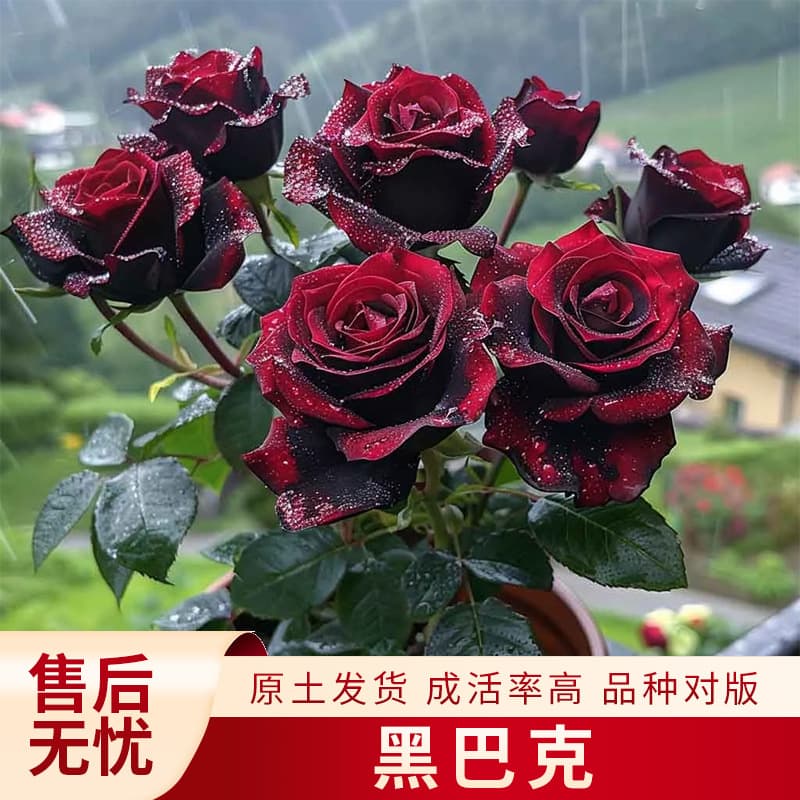 Black Baccara Rose Black Rose Seedling Four-Season Blooming Seedling Mixable Colors Highly Ornamental Tree Rose with Flower Buds