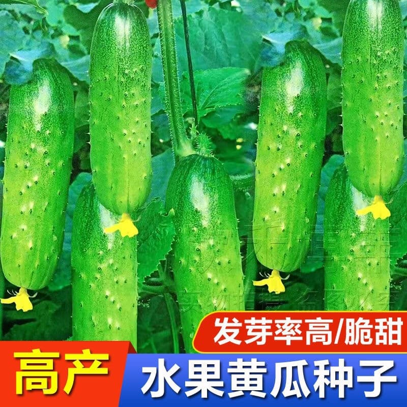 New variety of fruit cucumber seeds, crispy sweet dry cucumber, high yield, edible in spring and autumn, farm cucumber seeds collection
