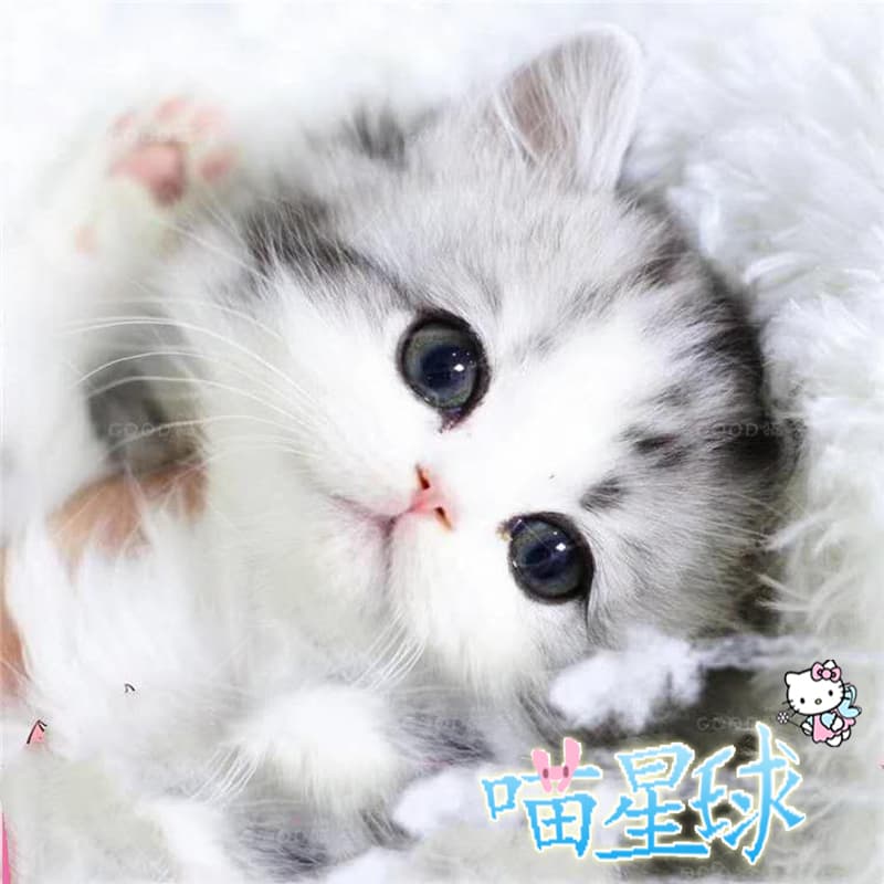 Purebred American Shorthair Cat Live Tabby Cat Short Leg Cat Scottish Fold Small Cat Live Pet Cat American Shorthair White and Cream Cheese Cat