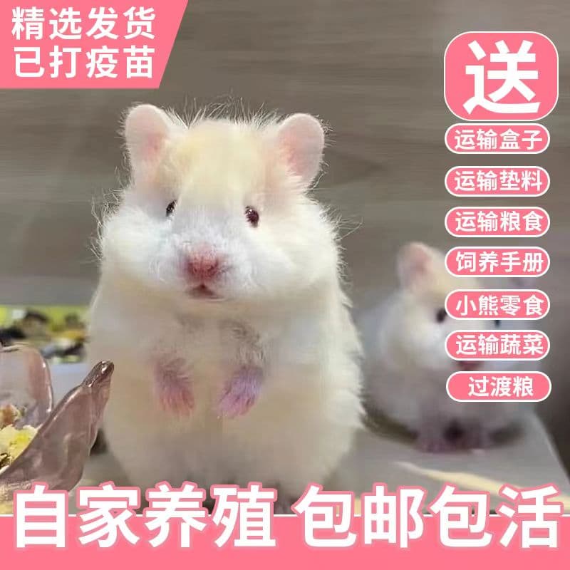 Long-haired pure silver teddy bear hamster, live bear, short-haired bear, rice bear, white bear, pet hamster, mouse treasure, long-haired bear, small hamster