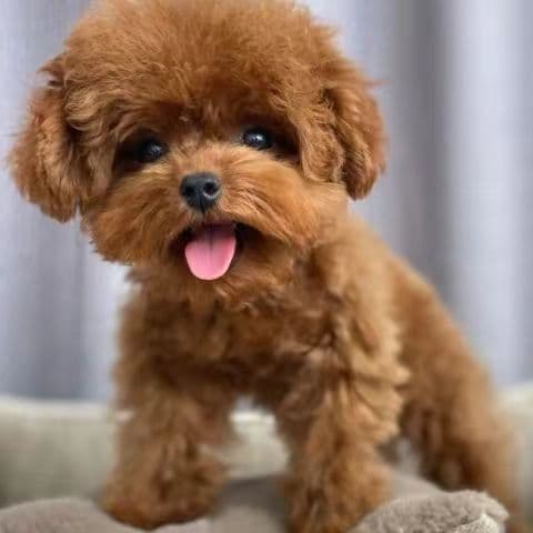 Purebred Teddy Bear Dog Puppy Live Small Teddy Dog Non-Growing Teddy Poodle Pet Dog Live Dog ¥