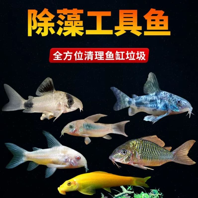 Live Corydoras Fish: Panda Cory, Three Stripe Cory, Gold Algae Eater, Jasmine Cory, Pearl Cory, Cleaner Fish, Tropical Ornamental Fish