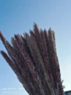 Yunnan Dried Flowers, Dried Small Reeds, Natural Air-Dried Small Reeds