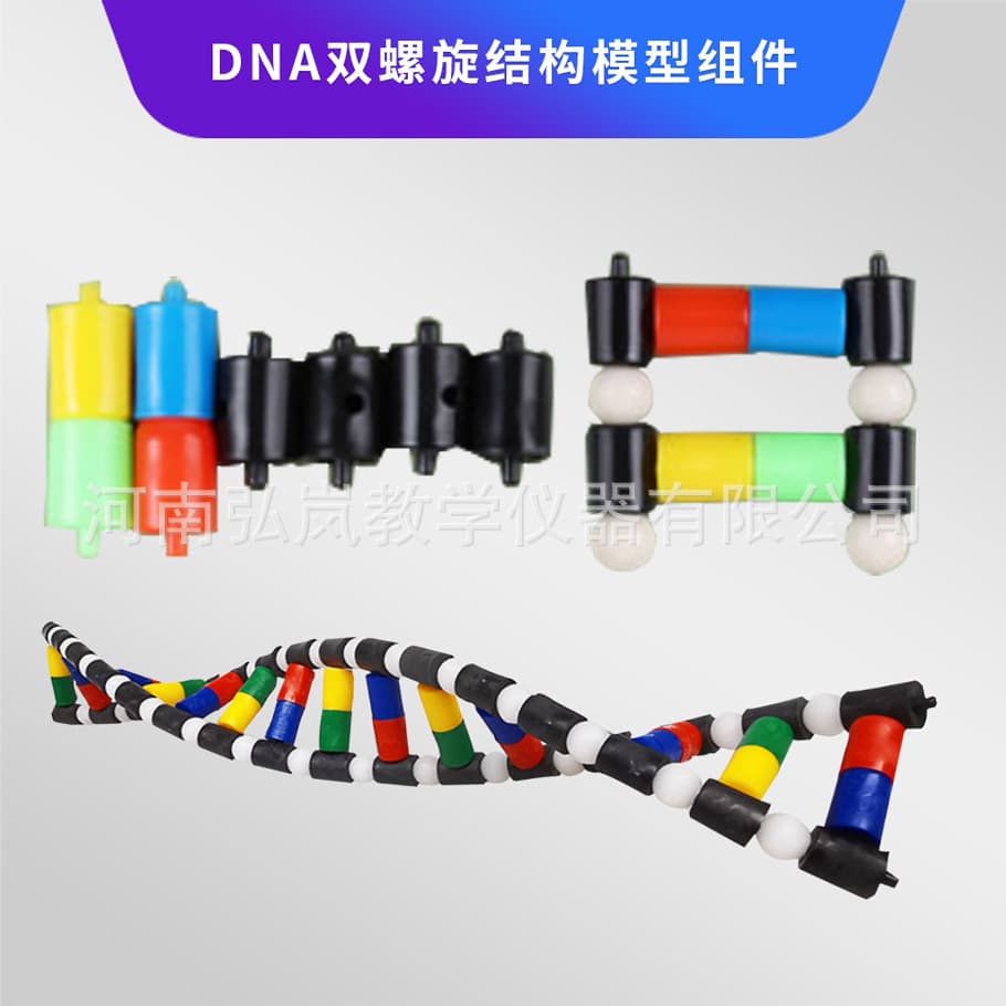 High School Biology Double Helix Structure Model Component Dna Variation Double Helix Structure Model