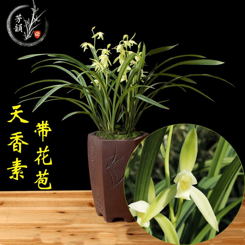 Orchid seedlings with buds, Jianlan Tianxiang Su, fragrant, potted ornamental plant, indoor, easy to grow all year round, rare flower