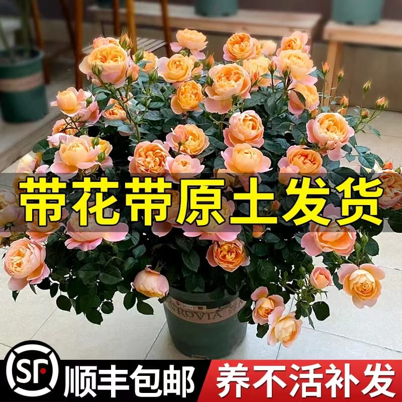 Juice Balcony Rose Plant with Flower Buds, Potted, Multi-Season Blooming, Extra Large Flowers, Courtyard Balcony Flower Plant