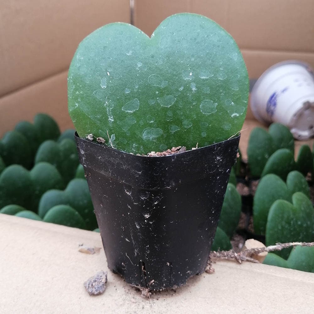Succulent Wholesale - One Heart, Love Hoya, approx. 5-6cm bare root flower potted plant green gardening nursery stock