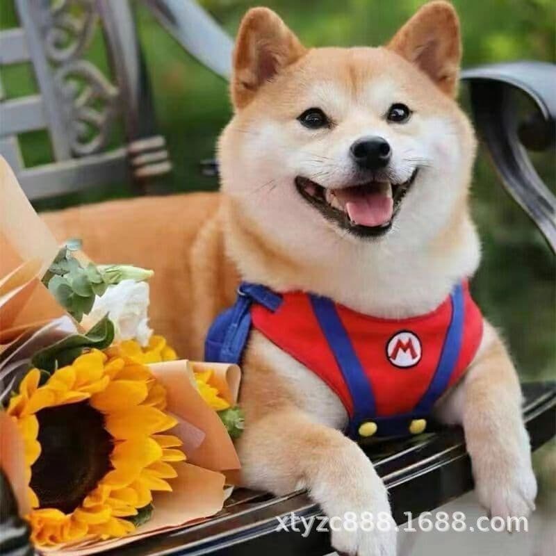 Domestic purebred Shiba Inu live Japanese Shiba Inu puppy pet dog small Shiba Inu animal dog red medium-sized dog Shiba Inu