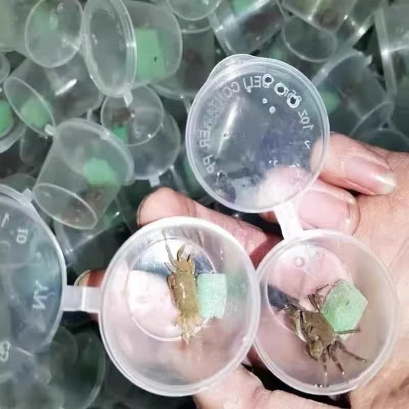 Climb algae-removing micro-landscape crab pet, mini chili crab stall, deep-water pet