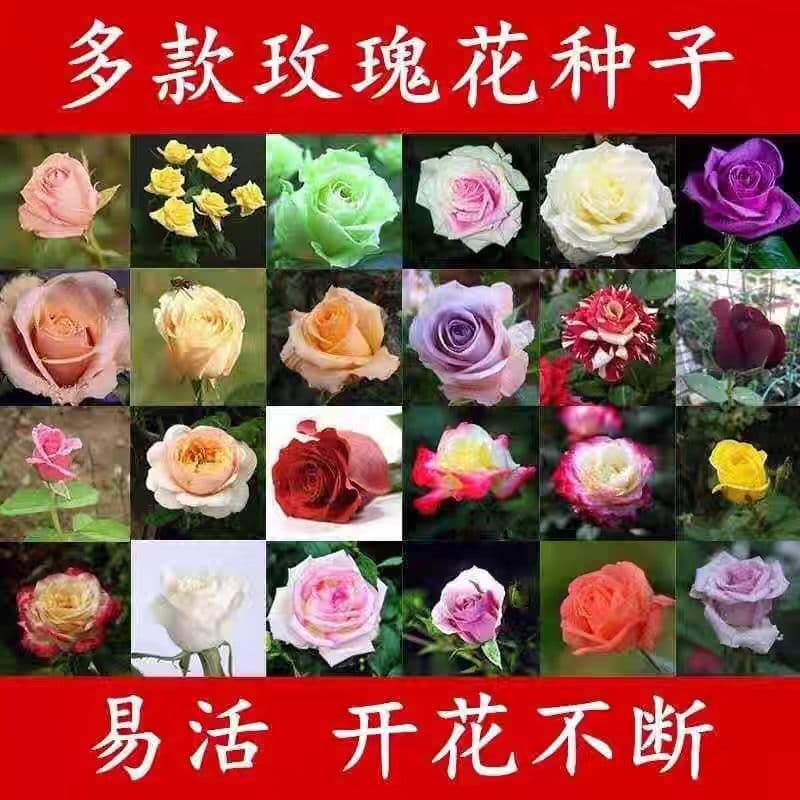 Rose Seeds for Indoor and Outdoor Potted Plants, Various Types Easy to Grow, Flower Seeds for Garden Greenery