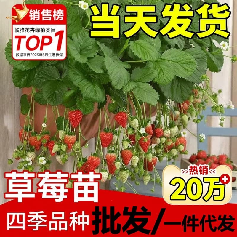 Cream Strawberry Seedlings in Pots with Soil, Edible Seeds, Suitable for Year-Round Balcony Planting, New Seedlings That Bear Fruit