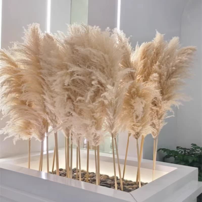 Natural reed dried flowers home real flower bouquet living room decoration pampas grass flower decoration balcony decoration ins simulation