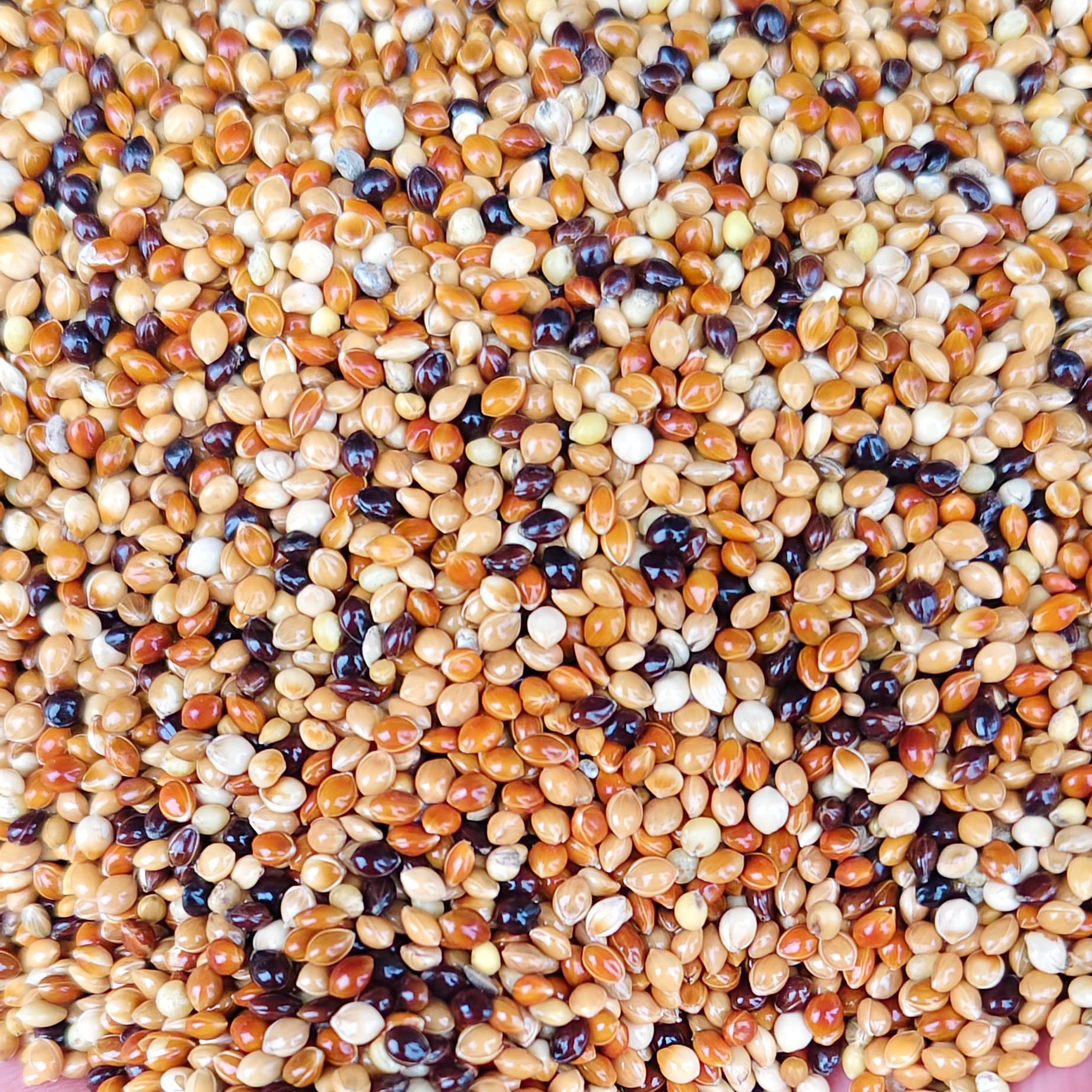 Budgie Peony Cockatiel Small to Medium Parrot Bird Food Five-Color Millet Parrot Mixed Grain Millet