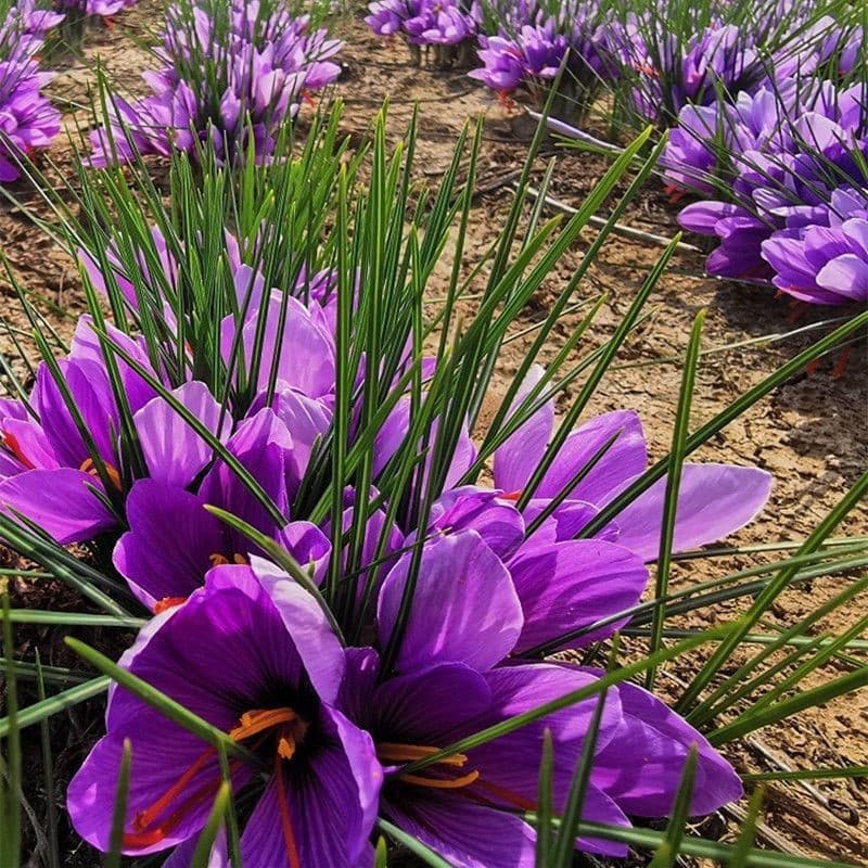 Saffron Bulbs, Medicinal Crocus Sativus Bulbs for Tea and Ornamental Use, Saffron Seeds and Corms