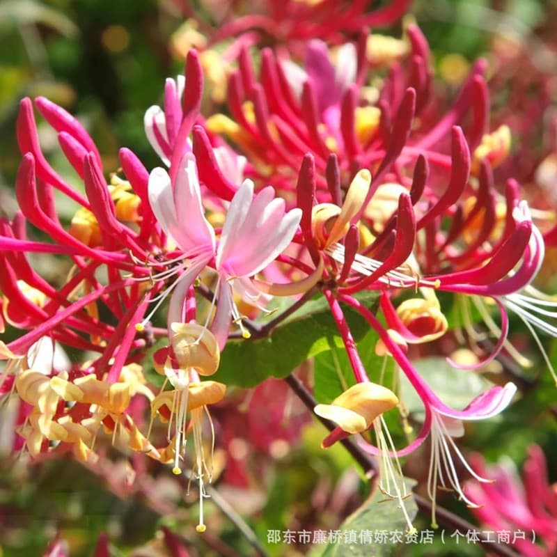 Honeysuckle Seeds, Plantable in All Seasons, Lonicera Japonica Medicinal Plant Flower Seeds, Easy to Grow, Blooms Year-Round