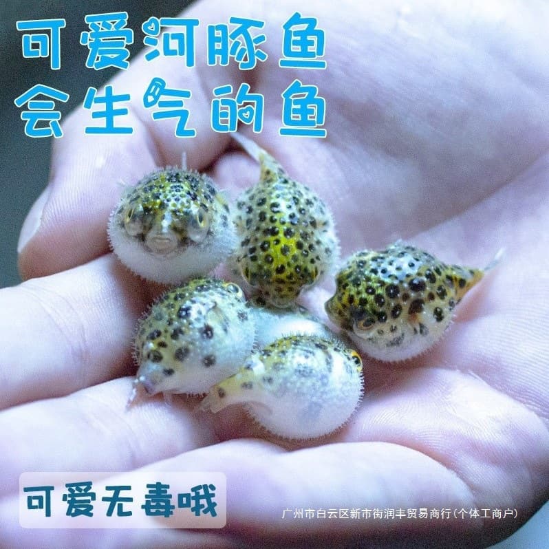 Freshwater Pufferfish Golden Dwarf Puffer Zebra Dog Face Puffer Snail Eating Puffer Submarine Fish Cute Easy to Keep Hardy Adorable