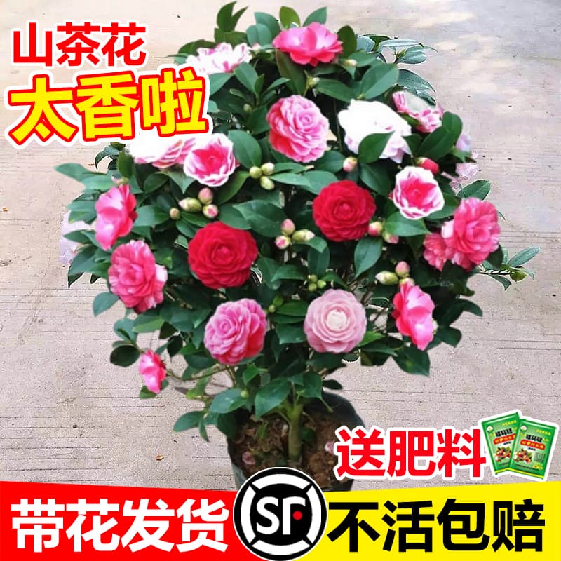 Xiangfei Camellia Potted Plant with Flower Buds, Five-Color Red Dan Camellia Flower Plant, Indoor Camellia Tree Sapling, Multi-Season Blooming